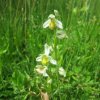 TRESORS DE MON JARDIN. Orchidée Ophrys Abeille jaune.  Dominique Monchaux